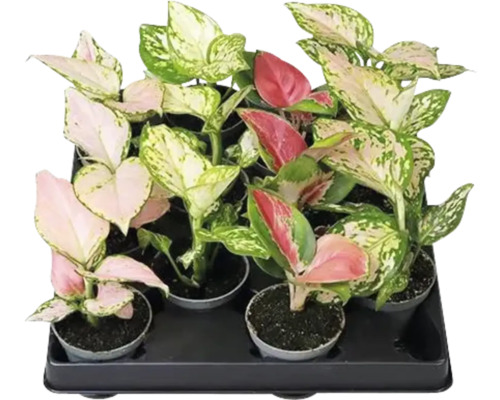 Tavă cu diferite plante de interior Aglaonema