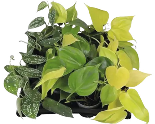 Iedera diavolului Mix FloraSelf Scindapsus ghiveci Ø 6 cm diferite sortimente Tavă de plante cu diverse plante de interior