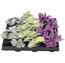 Set de Tradescantia pe o placă