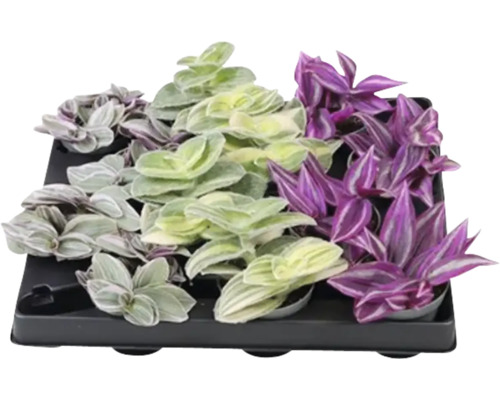 Telegraf Mix FloraSelf Tradescantia ghiveci Ø 6 cm diferite sortimente