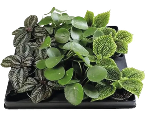 FloraSelf Pilea Mix ghiveci H 12 cm Ø 6 cm diferite sortimente