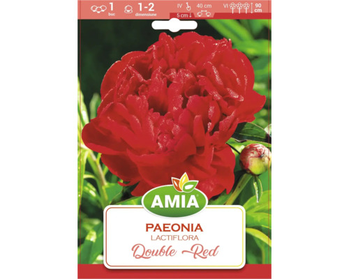 Bulb Bujor Double Red Amia Collection 1 buc.