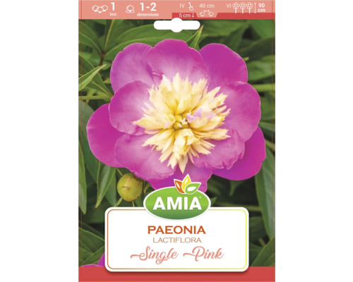 Bulb Bujor Single Pink Amia Collection 1 buc.