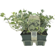 Plantă de iederă în ghiveci cu frunze alb-verzi