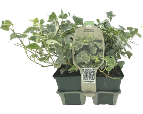 Plantă de iederă în ghiveci cu frunze alb-verzi