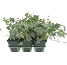 Plantă de iederă în ghiveci