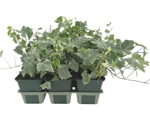 Plantă de iederă în ghiveci