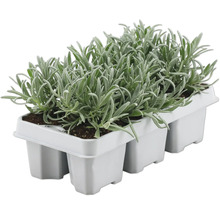 Șase plante de lavandă într-o placă de însămânțare pentru grădină