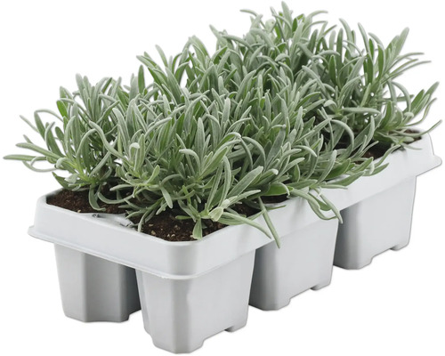 Șase plante de lavandă într-o placă de însămânțare pentru grădină
