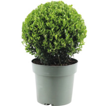 Buxus sferic în ghiveci