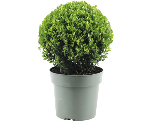 Buxus sferic în ghiveci