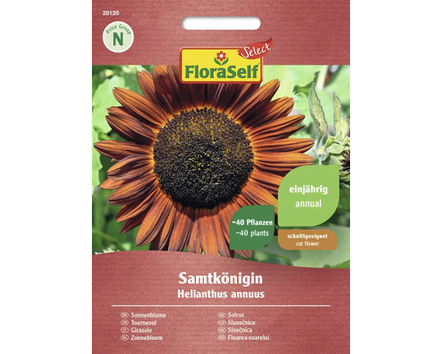 Semințe flori FloraSelf Select floarea soarelui Samtkonigin