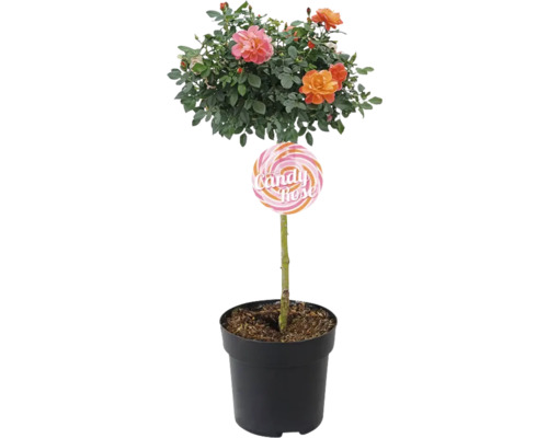 Trandafir FloraSelf Rosa 'Sugar Candy' H 40 cm Co 3,5 L