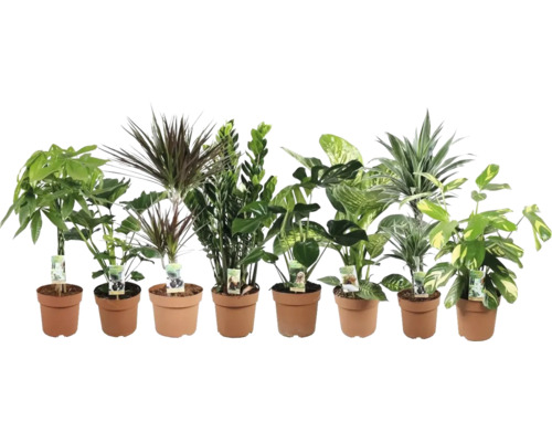 Plante verzi de interior Mix FloraSelf ghiveci Ø 21 cm diferite sortimente Diverse plante de interior în ghivece de teracotă