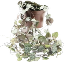 Plantă cățărătoare Ceropegia woodii în ghiveci
