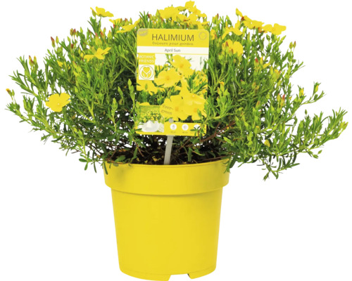 Halimium April Sun în ghiveci galben