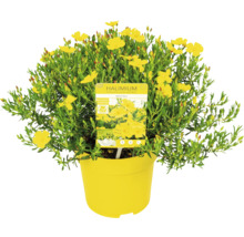 Halimium FloraSelf Halimium 'April Sun' H 20-25 cm Co 2,5 L