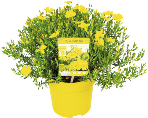 Arbust Halimium April Sun în ghiveci