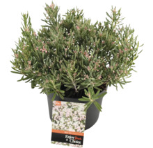Ghiveci cu plantă de iarbă neagră pitică