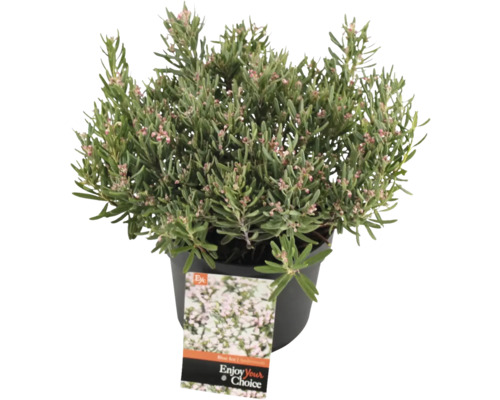 Ghiveci cu plantă de iarbă neagră pitică