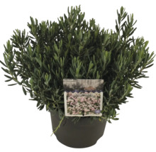 Andromeda polifolia într-un ghiveci