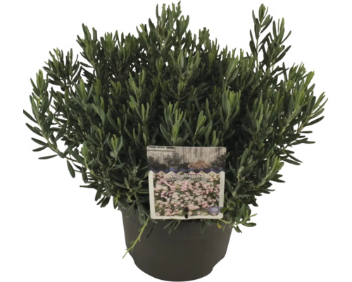 Andromeda polifolia într-un ghiveci