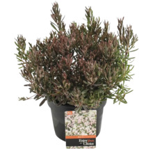 Andromeda polifolia într-un ghiveci