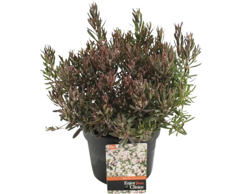 Andromeda polifolia într-un ghiveci