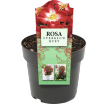 Rosa Everglow Ruby în ghiveci