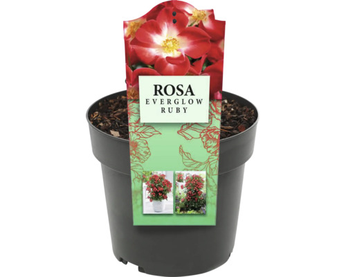 Rosa Everglow Ruby în ghiveci