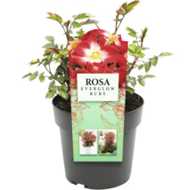 Rosa Everglow Ruby în ghiveci
