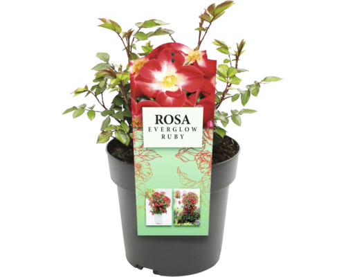 Rosa Everglow Ruby în ghiveci