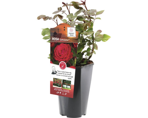 Trandafir Störtebeker în ghiveci