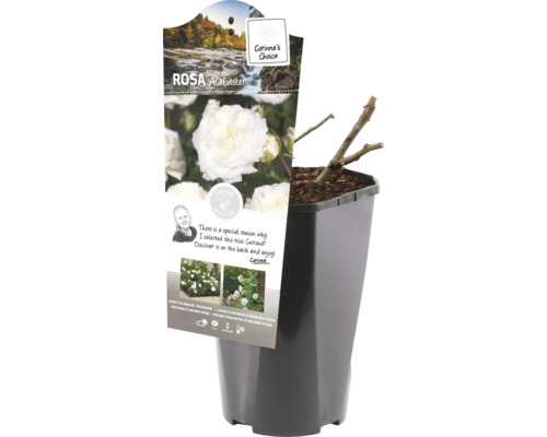 Trandafir Alabaster în ghiveci