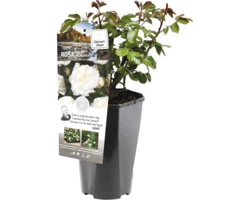 Trandafir Alabaster la ghiveci