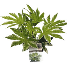 Planta de interior Fatsia Japonica cu frunze pestrițe