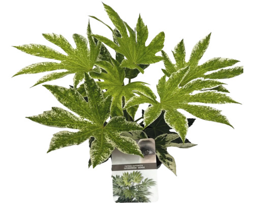 Planta de interior Fatsia Japonica cu frunze pestrițe