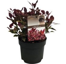 Leucothoe ''Firestar'' în ghiveci