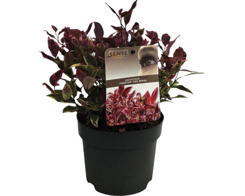 Leucothoe ''Firestar'' în ghiveci