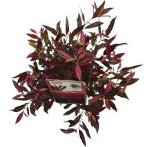 Arbust ornamental dens cu frunze roșii și verzi