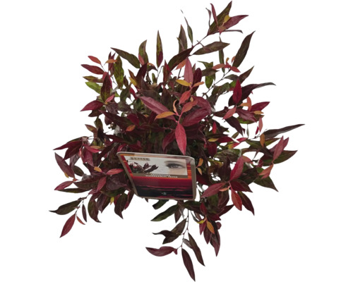 Arbust ornamental dens cu frunze roșii și verzi