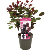 Cotinus în ghiveci cu etichetă de plantă