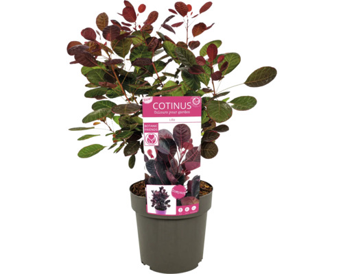 Cotinus în ghiveci cu etichetă de plantă