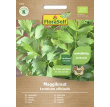 Pachet de semințe de leuștean FloraSelf pentru aproximativ 80 de plante, peren, pentru ghivece și cuve