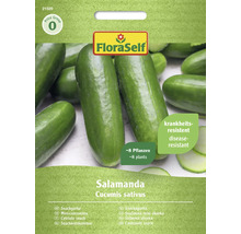 Semințe de castraveți mini Salamanda de la FloraSelf