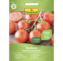 Semințe de roșii de salată Harzfeuer de la FloraSelf