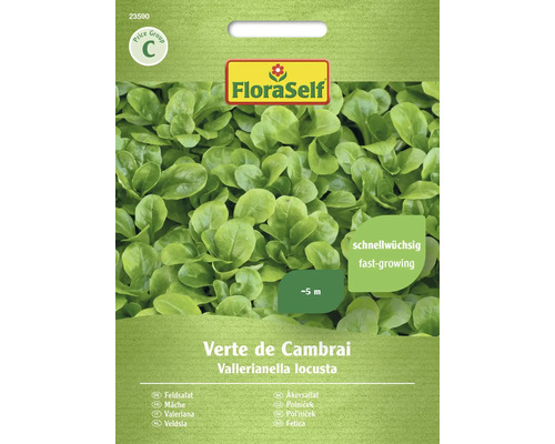 Semințe de salată verde de Cambrai FloraSelf