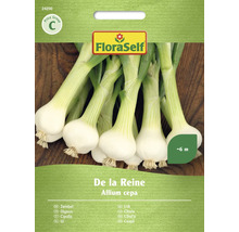 FloraSelf Ceapă De la Reine Pachet de semințe