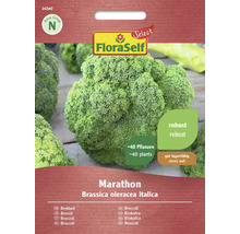 Semințe de broccoli FloraSelf Marathon, potrivite pentru aproximativ 40 de plante