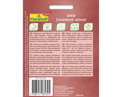 Pachet de semințe de coriandru Jantar pentru cultivare în exterior